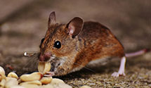 24 Hour & Emergency Exterminators in Shaft, PA